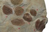 Huge, Plate of Paleocene Leaf Fossils - Glendive, Montana #212441-2